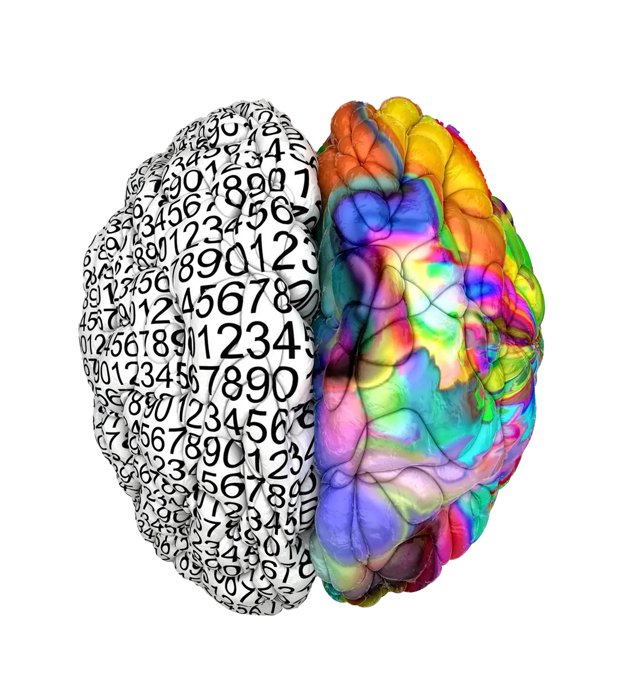 brain